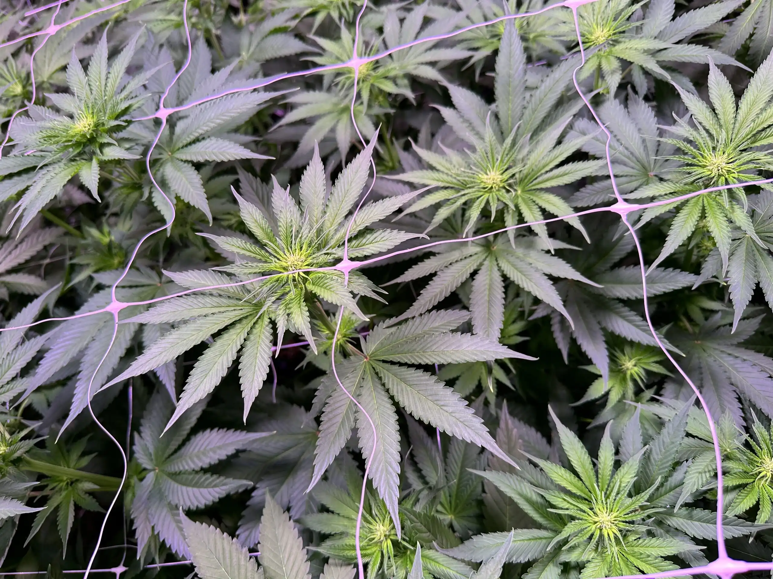City13 Holding cultivation facility interior in Bitola, North Macedonia