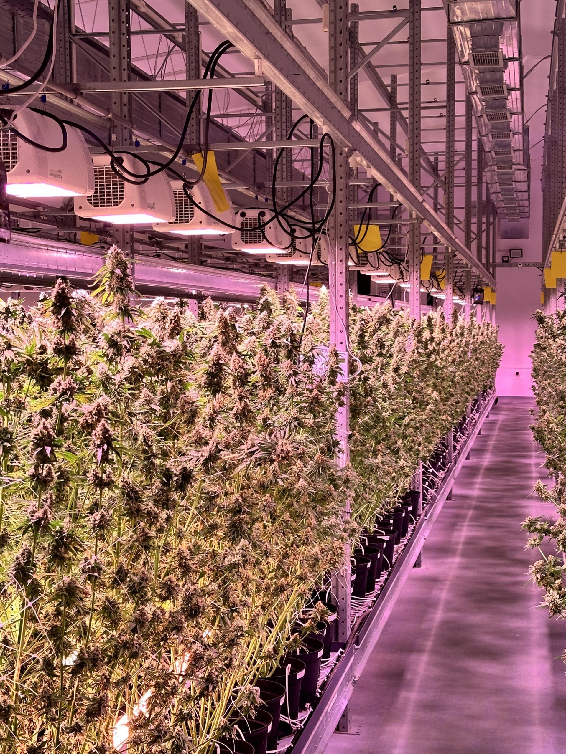 Premium Cannabis Strains at City13 Holding